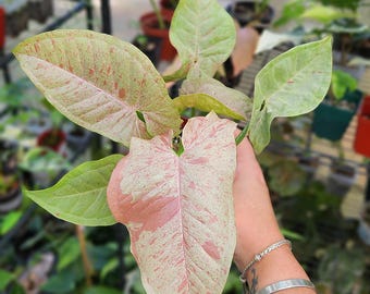 Milk Confetti - Syngonium Podophyllum *Popular Tropical* Multiple Options *US Seller*