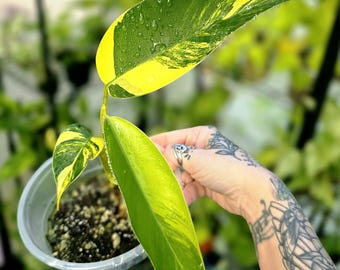 May include: A Philodendron plant in a clear plastic pot featuring variegated leaves with distinct patterns of dark green and bright yellow. The elongated, pointed leaves are covered in small water droplets, highlighting the texture and color contrast of the foliage.