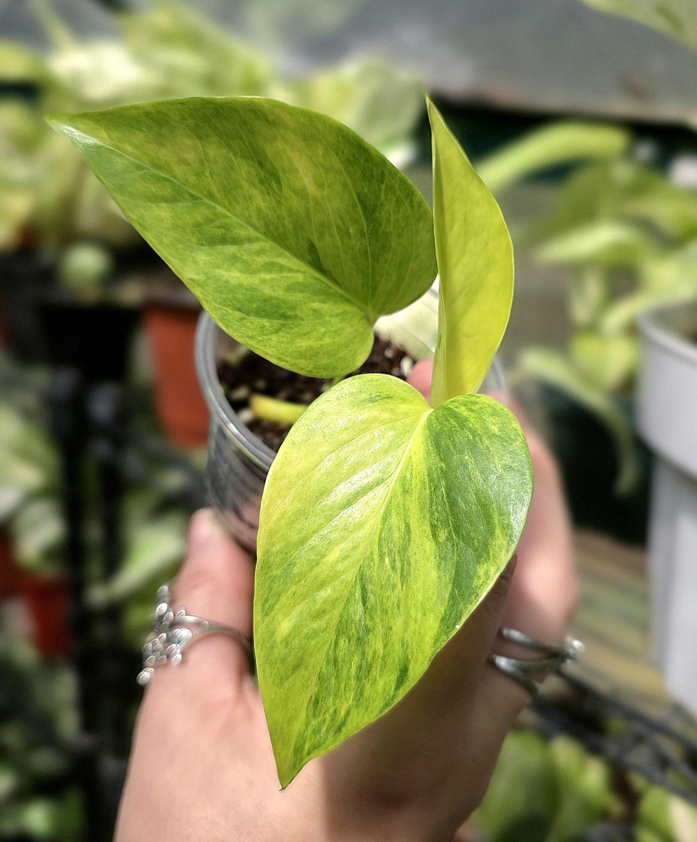 クプナ♡タペストリー♡ホヌ♡153×153♡セルドングリーン♡ Teruno Crystal Green - RARE Japanese Pothos - Terunoworld Series