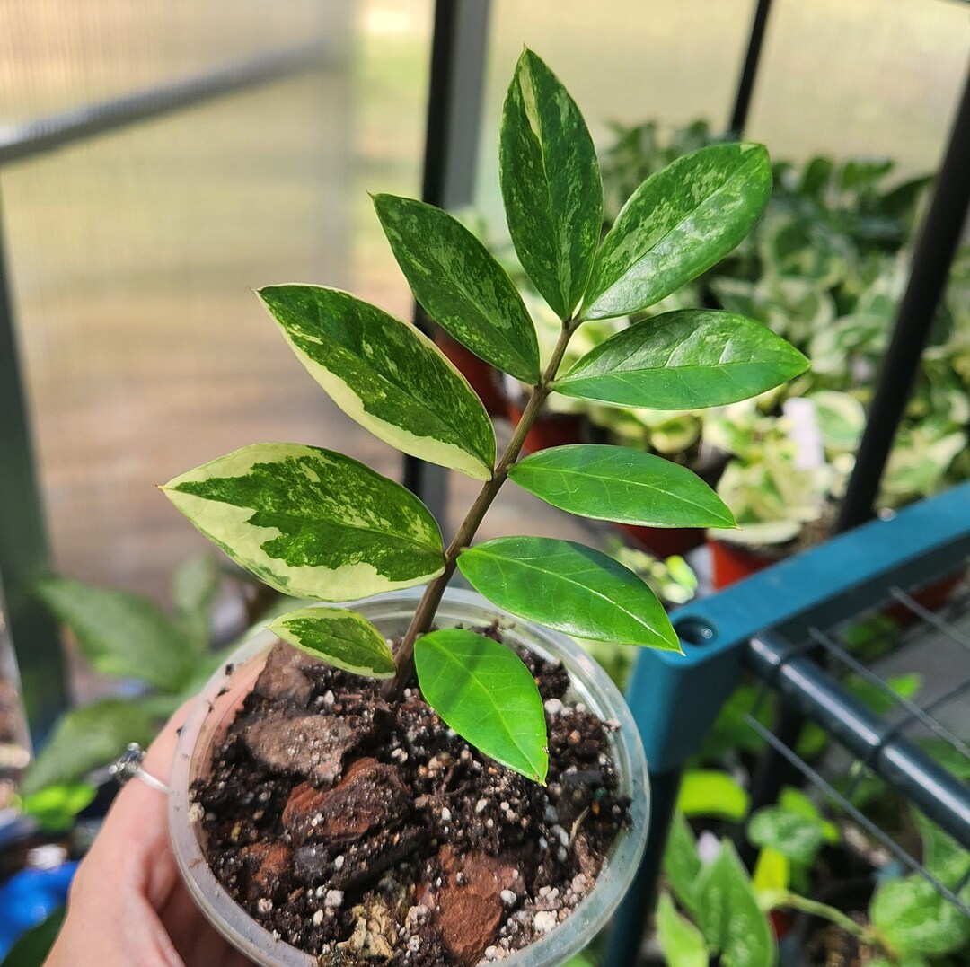 Zamia Zamiifolia Variegated rare Plant ZZ Plant Etsy