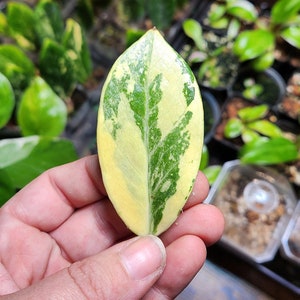 Variegated ZZ Plant (Zamioculcas Zamiifolia Variegated) - Cuttings - **HIGH VARIEGATION Options**