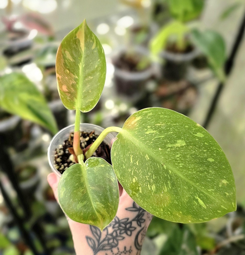 LSOHPlantLady Congo Nuclear Philodendron - Thumbnail 3
