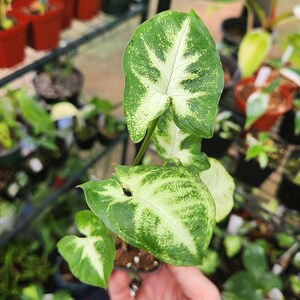 Syngonium Podophyllum "Pixie" (Arrowhead Plant) - Compact/Dwarf Syngonium - Multiple Options