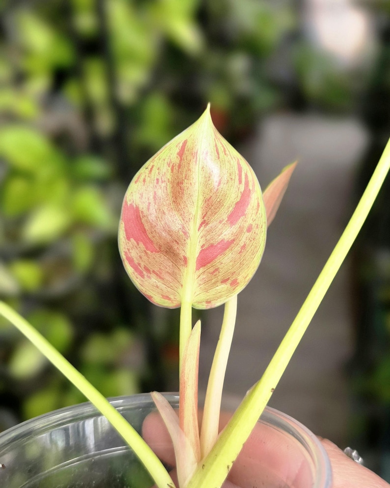 LSOHPlantLady Congo Nuclear Philodendron - Thumbnail 2