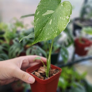 Monstera Thai Constellation Juvenile Plant Style 3