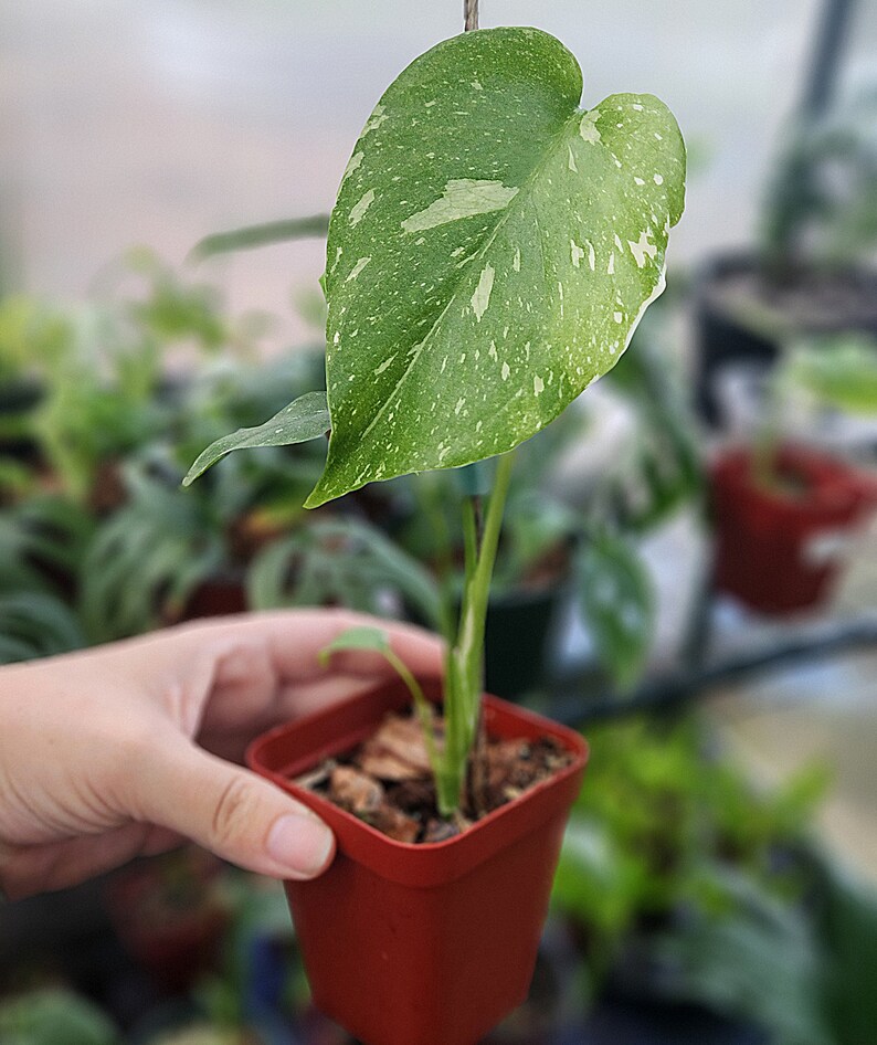 Monstera Thai Constellation Juvenile Plant Style 3