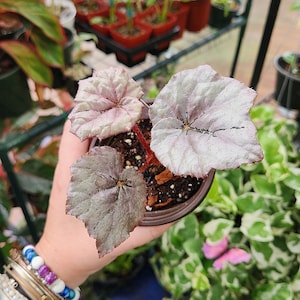 Begonia Rex &quot;Italian Ice&quot; - Iridescent Silver Leaves