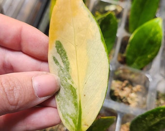 Variegated ZZ Plant (Zamioculcas Zamiifolia Variegated) - Cuttings - **HIGH VARIEGATION Options**