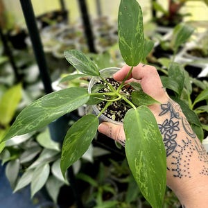 May include: A small Philodendron plant with variegated lance-shaped leaves featuring shades of light and dark green. The plant is potted in a clear plastic cup filled with soil and perlite, showcasing a distinct mottled pattern on each leaf.