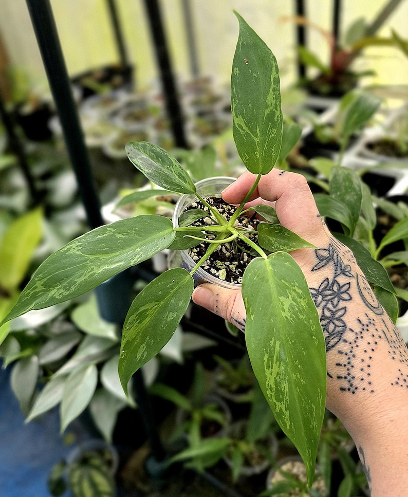 May include: A small Philodendron plant with variegated lance-shaped leaves featuring shades of light and dark green. The plant is potted in a clear plastic cup filled with soil and perlite, showcasing a distinct mottled pattern on each leaf.