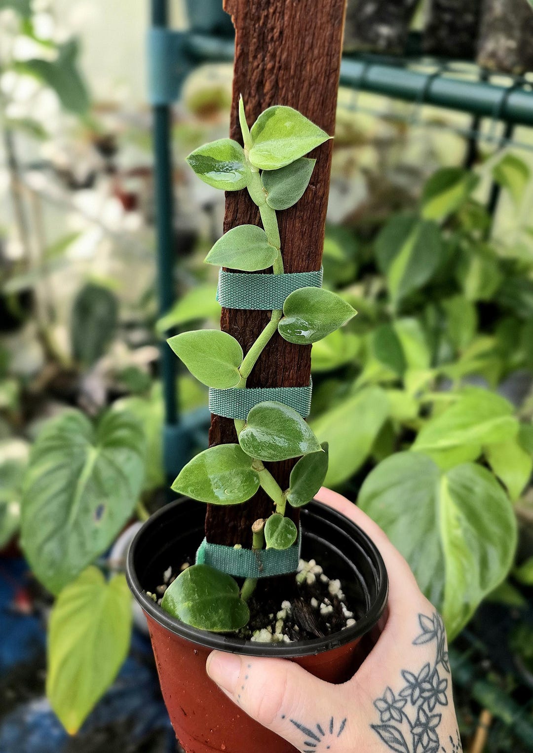 Hongkongensis Variegated - Rhaphidophora - Exact Plant Shown - US