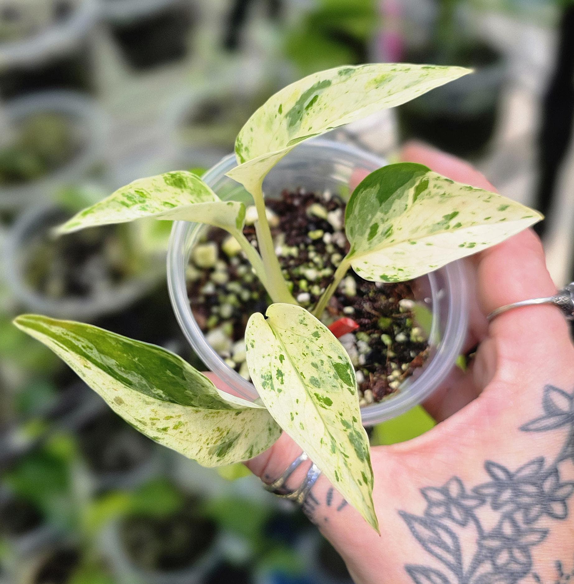 Teruno Fanfare Pothos - RARE Japanese Pothos - Terunoworld Series
