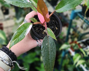 May include: A Philodendron Pink Princess plant in a black plastic pot. The plant features elongated, pointed leaves with a mix of deep green, dark bronze, and vibrant pink variegation. Several leaves are covered in small water droplets.