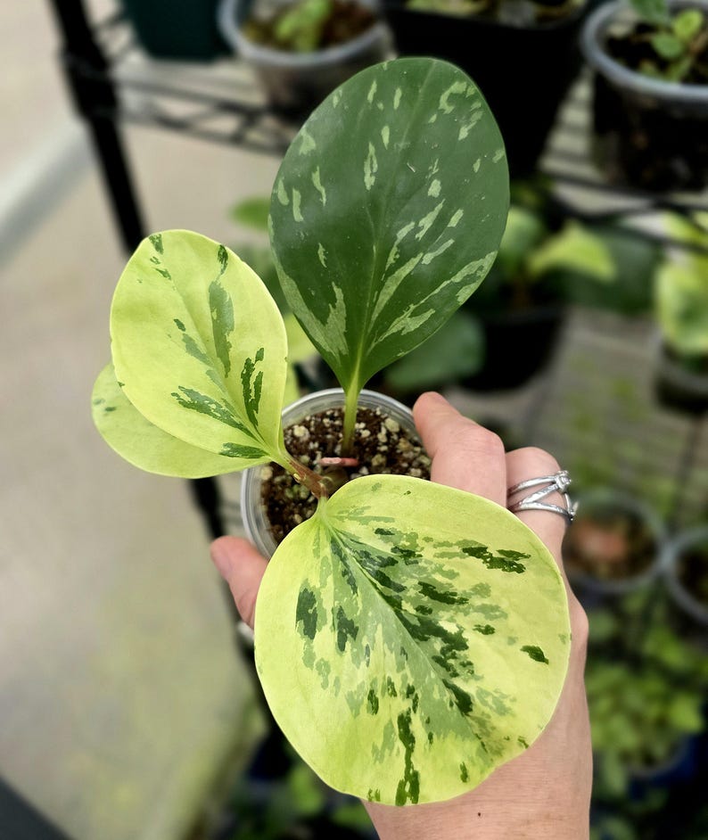 LSOHPlantLady Peperomia Obtusifolia