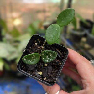Hoya Mathilde Splash - Exact Plant Shown *US Seller*