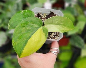 Scindapsus Sentarum - Etsy