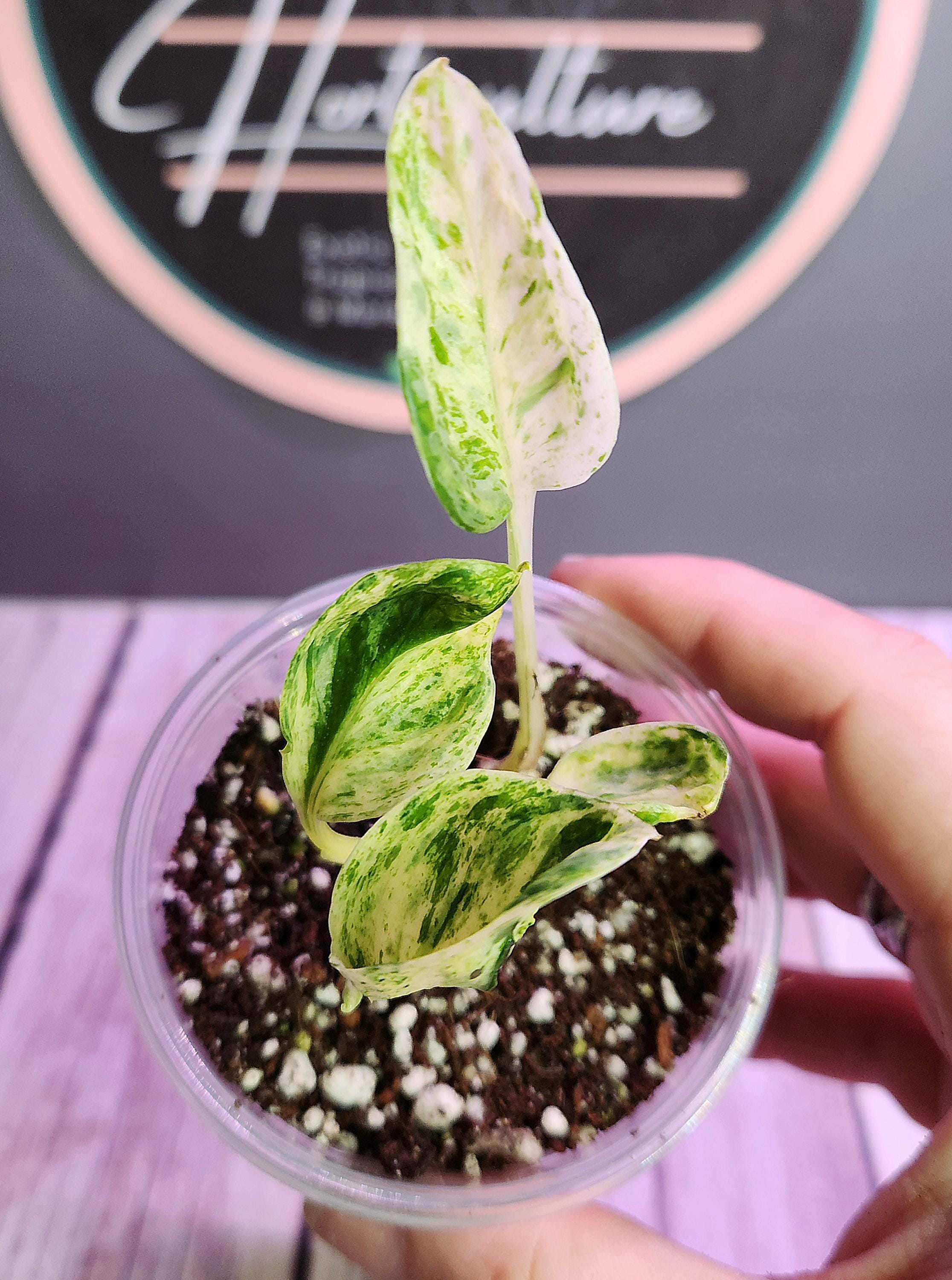 Teruno Lovesong Pothos - RARE Japanese Pothos - Terunoworld Series