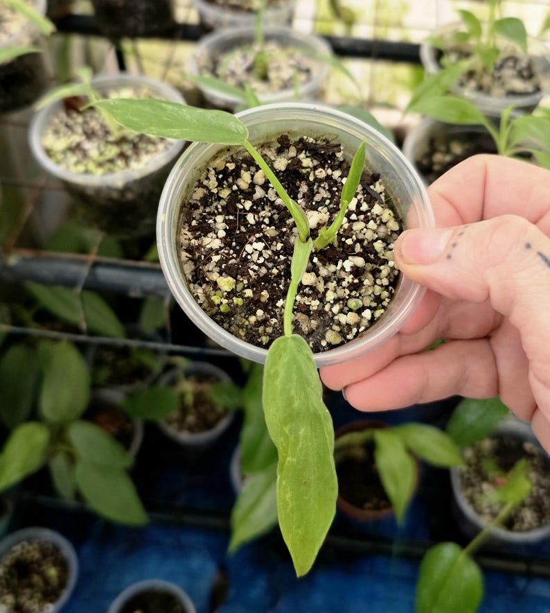 Mottled Dragon / Lime Fiddle - Philodendron Minarum - Multiple Options - US Seller Style 6