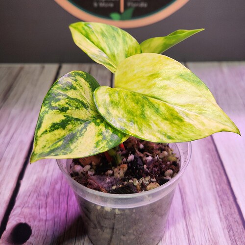 Teruno Sfida Pothos - RARE Pothos japonais - Terunoworld Series #16 - Epipremnum Aureum - Vendeur américain