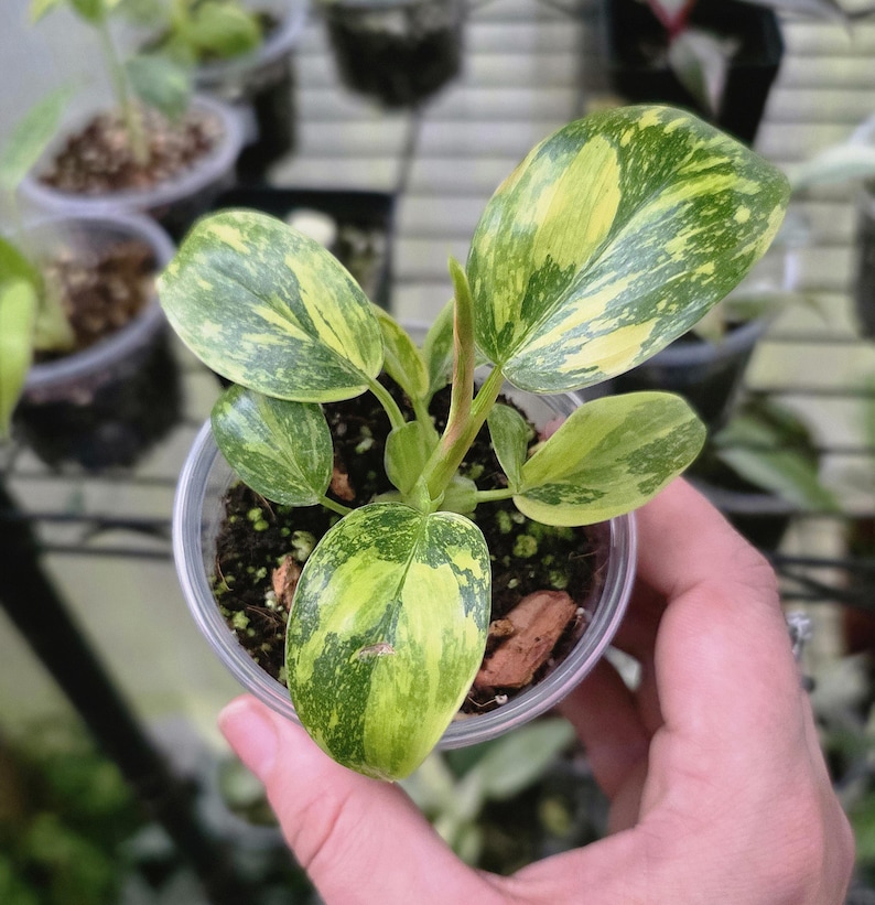 LSOHPlantLady Congo Nuclear Philodendron - Thumbnail 4