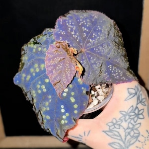 May include: Close-up of a begonia plant with large, textured leaves. The leaves are a deep blue-purple color, speckled with white and light green spots. The plant is in a clear plastic pot, held by a hand with floral tattoos.