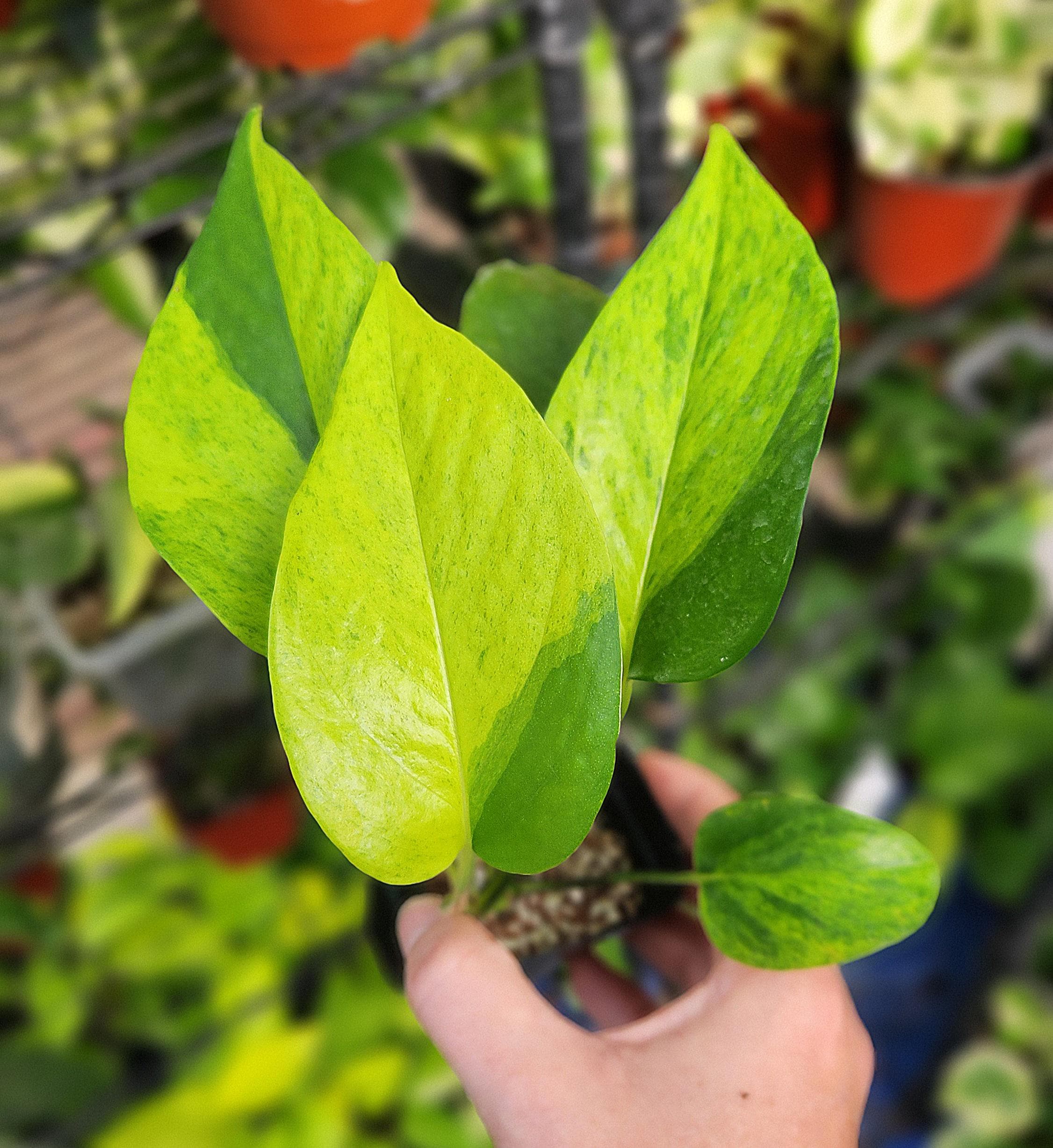 Epipremnum Aureum Teruno Carnival *Rare Japanese Pothos* Terunoworld Series - High Color Options *US Seller*