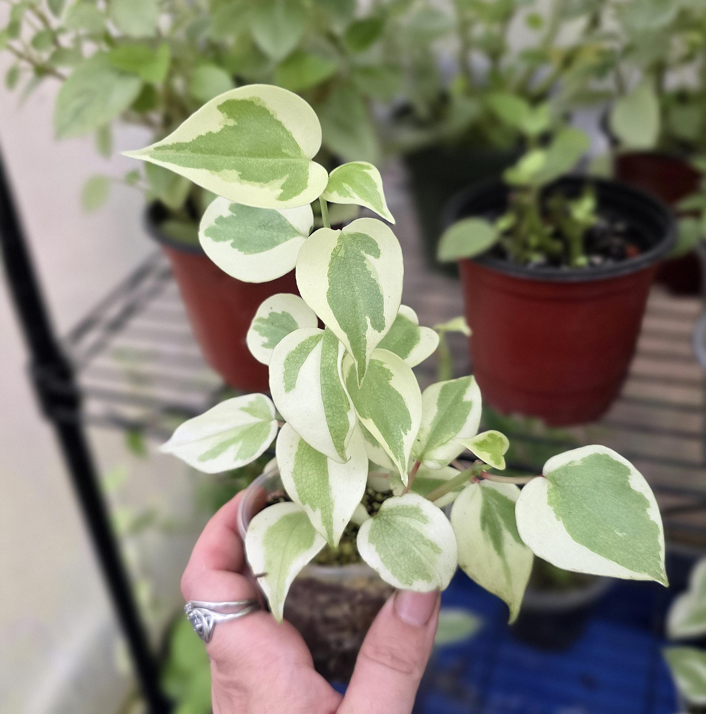 Crane's Flecked - Peperomia Scandens - Multiple Options - US