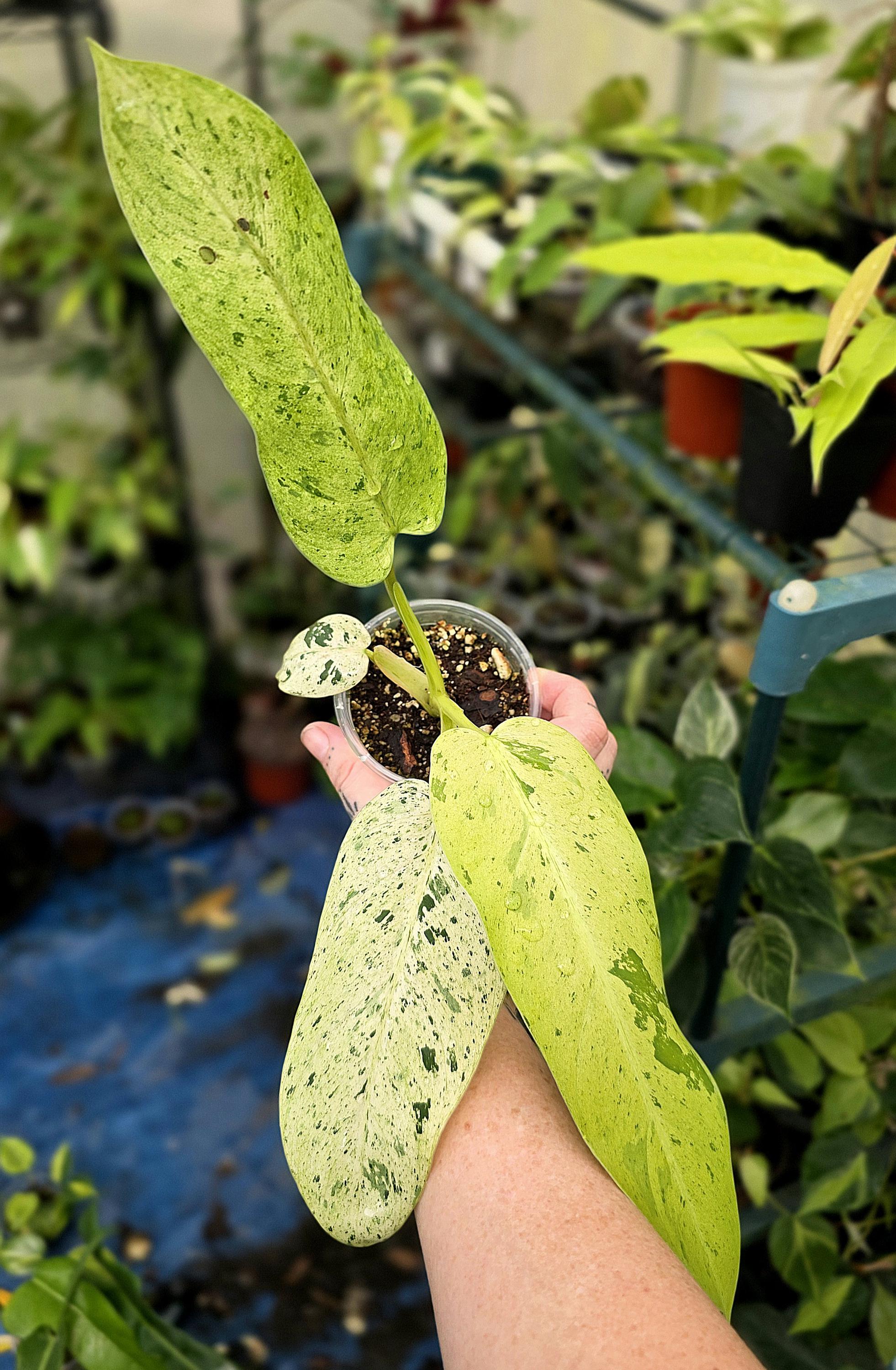 Philodendron Whipple Way - Exact Plant Shown **US Seller**