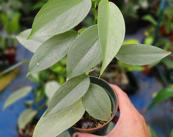 Silver Sword - Philodendron Hastatum - Multiple Options - US Seller