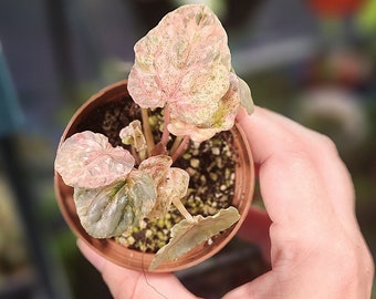 Pink Lady / Pink Marble Peperomia Caperata - Multiple Options - US Seller