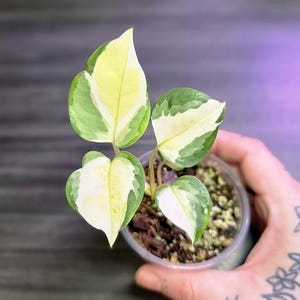 Epipremnum Aureum Japanese Global Pothos *RARE POTHOS*