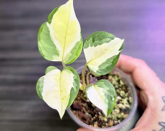 Epipremnum Aureum Japanese Global Pothos *RARE POTHOS*