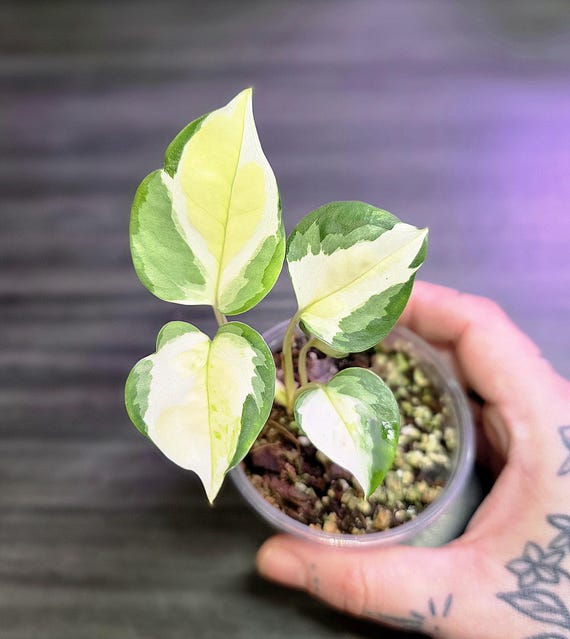 Epipremnum Aureum Japanese Global Pothos *RARE POTHOS* - Etsy