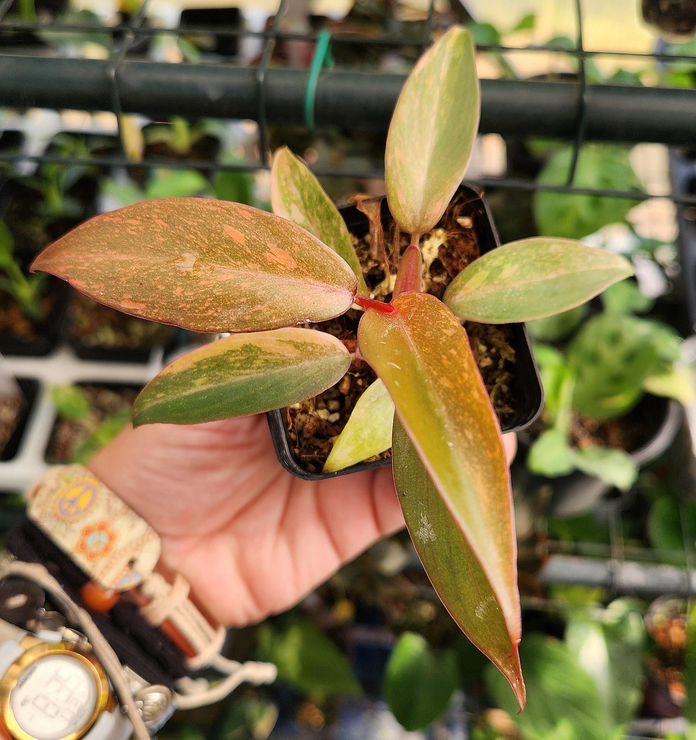 Orange Princess - Philodendron Uncommon Tropical - Exact Plant