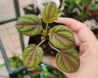 Peperomia Peppermill - Multiple Options