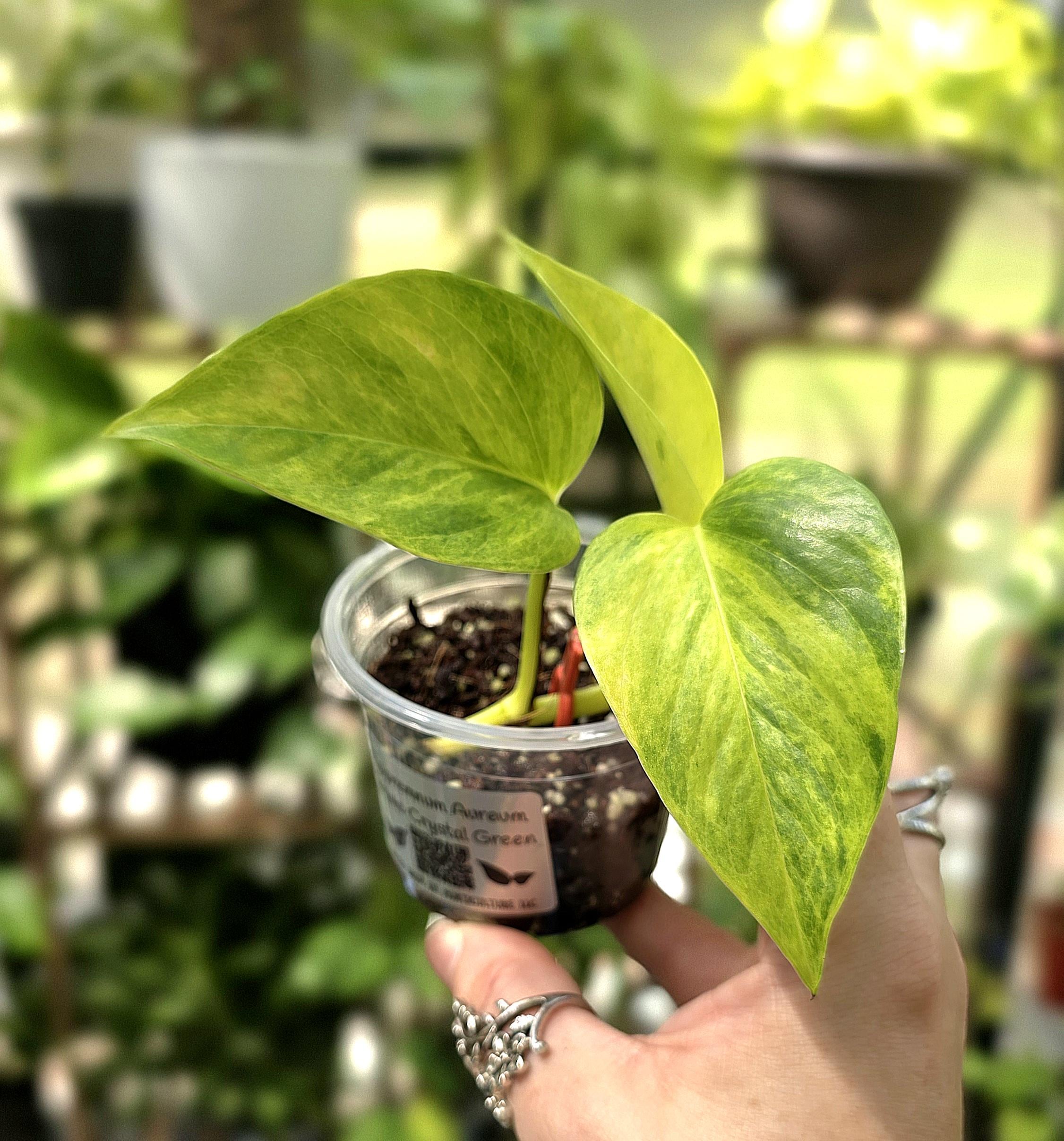 Teruno Crystal Green - RARE Japanese Pothos - Terunoworld Series