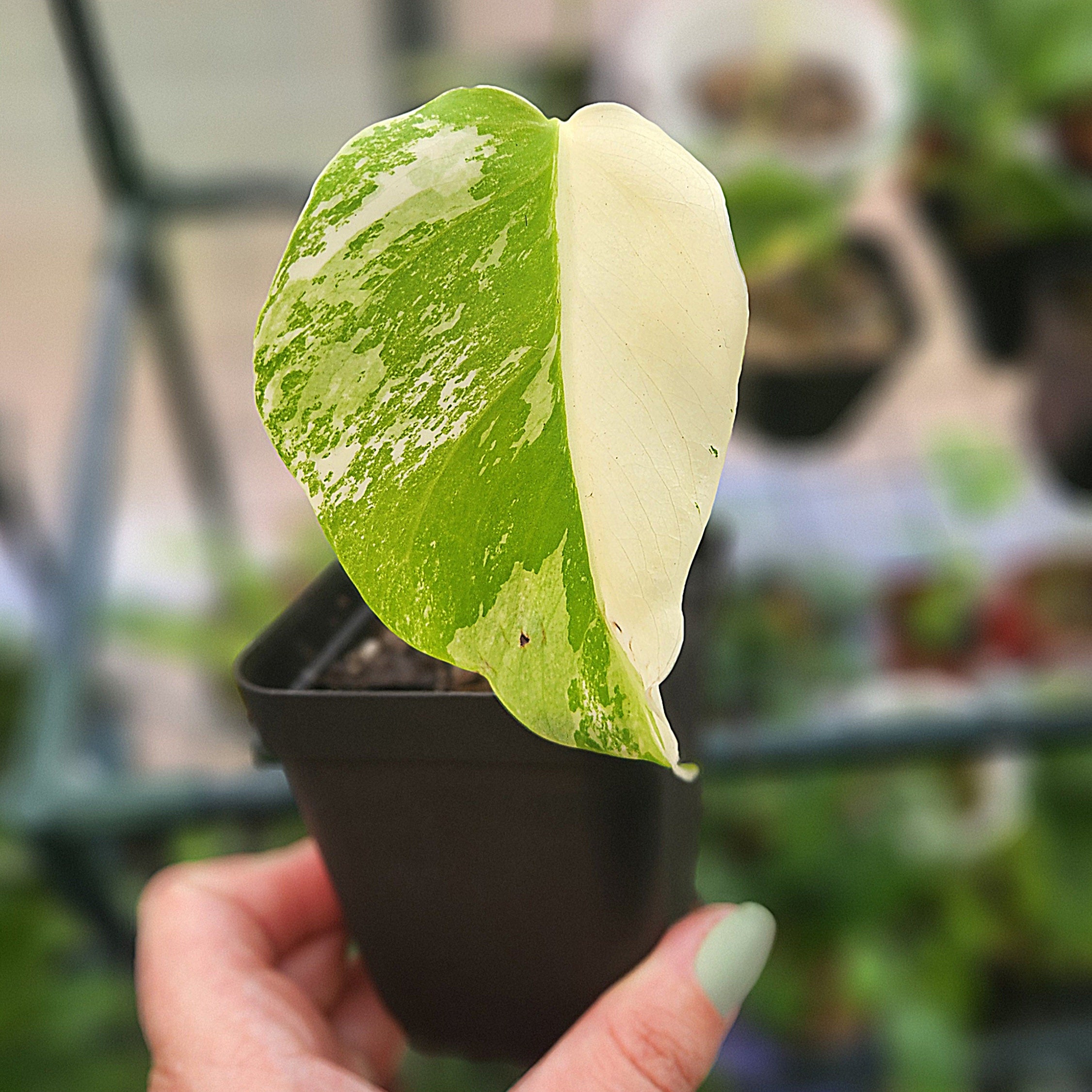 ☘ ̖́-Varigated Monstera Borsigana white tiger☘ ̖́- Monstera Albo White Tiger Borsigiana - Exact Plant Shown - RARE