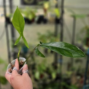 Philodendron 69686 - &quot;Bette Waterbury&quot; Multiple Options *US Seller*