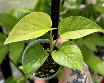 Teruno Hanahana Pothos - RARE Japanese Pothos - Terunoworld Series #4 - Epipremnum Aureum - US Seller