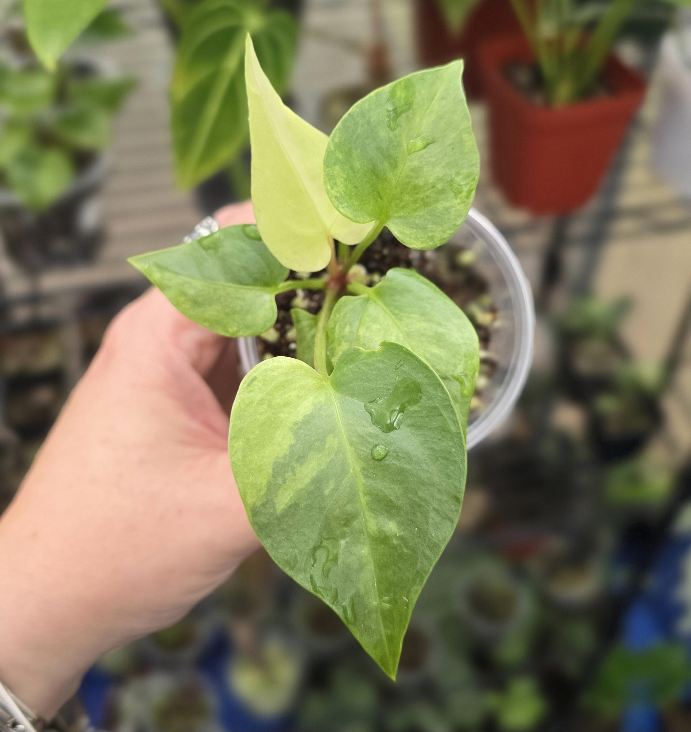 Anthurium Renaissance White yellow Var