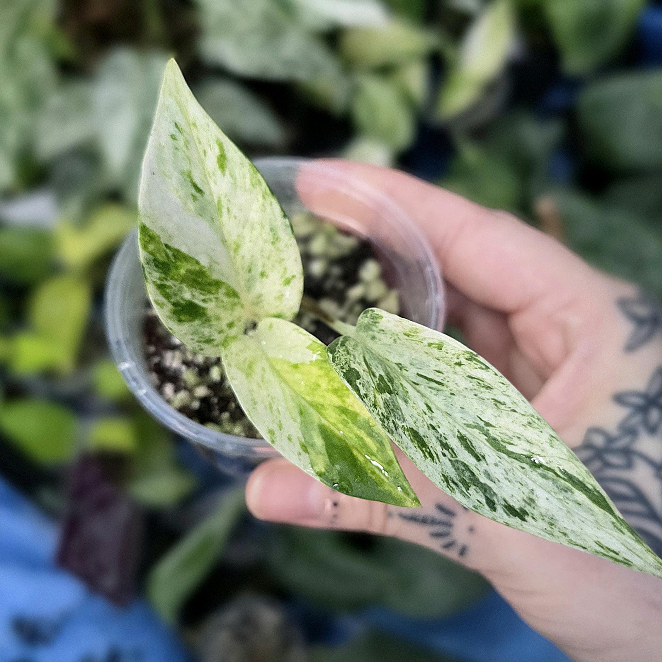 Epipremnum Aureum Omelette *UNICORN RARE* Multiple Options **US