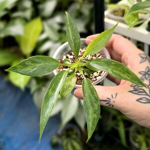 May include: A small Philodendron plant with variegated lance-shaped leaves in shades of dark green, light green, and cream. The plant is potted in a clear plastic cup filled with a soil-based potting mix, showing visible white perlite particles.