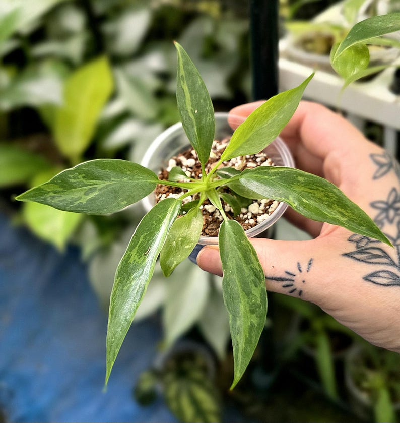 May include: A small Philodendron plant with variegated lance-shaped leaves in shades of dark green, light green, and cream. The plant is potted in a clear plastic cup filled with a soil-based potting mix, showing visible white perlite particles.