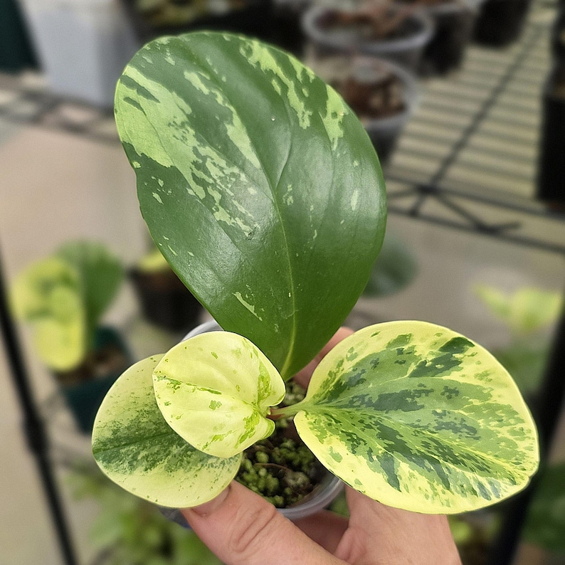 LSOHPlantLady Peperomia Obtusifolia - Thumbnail 3