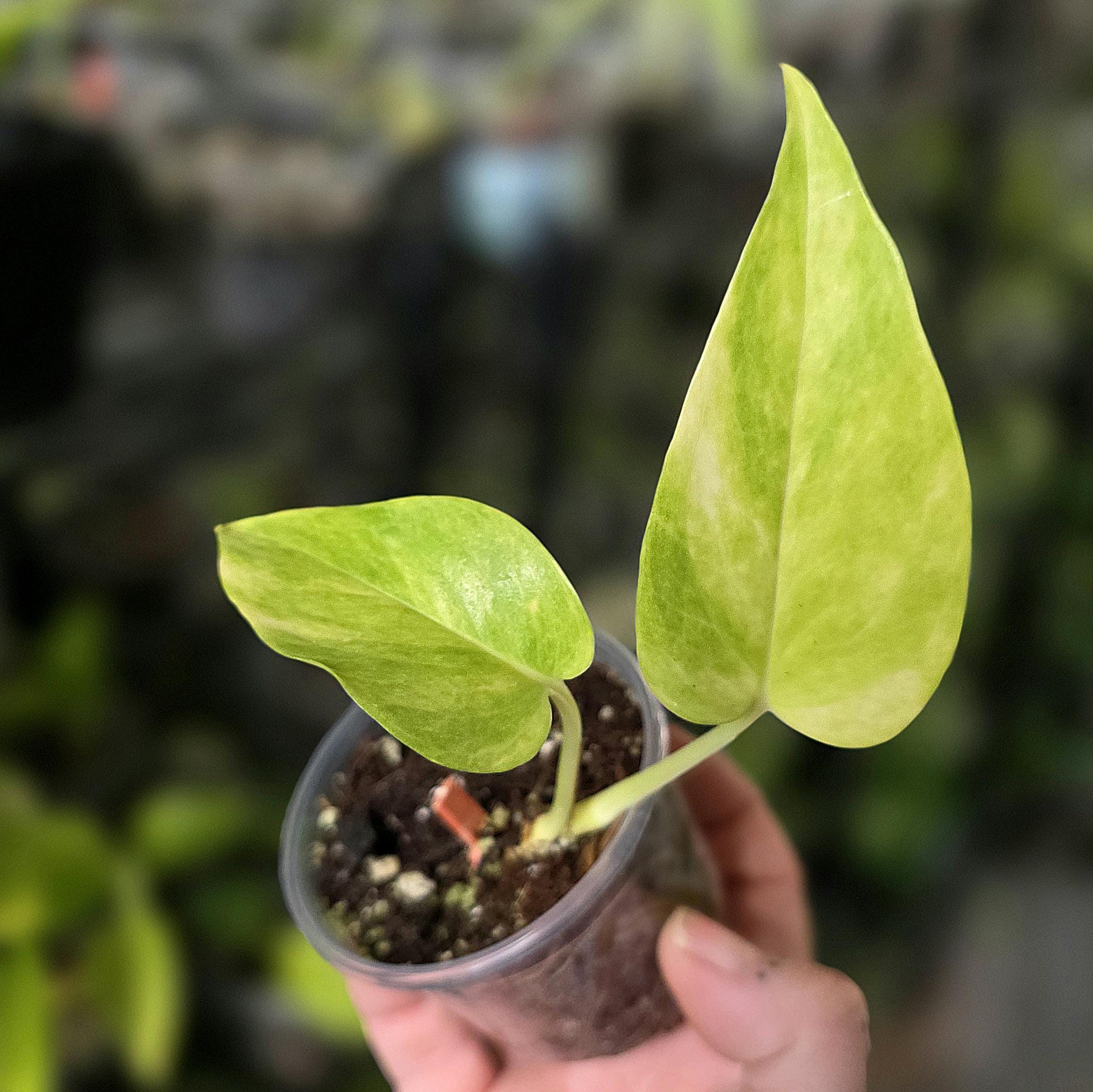 Teruno Robin Pothos - RARE Japanese Pothos - Terunoworld Series #3