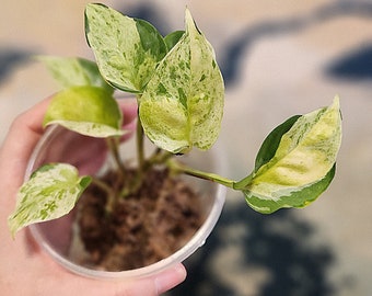 Epipremnum Aureum Japanese Global Pothos Full Plants and Cuttings *RARE Tropical*  Collection MUST-HAVE **You Choose Exact Plant**