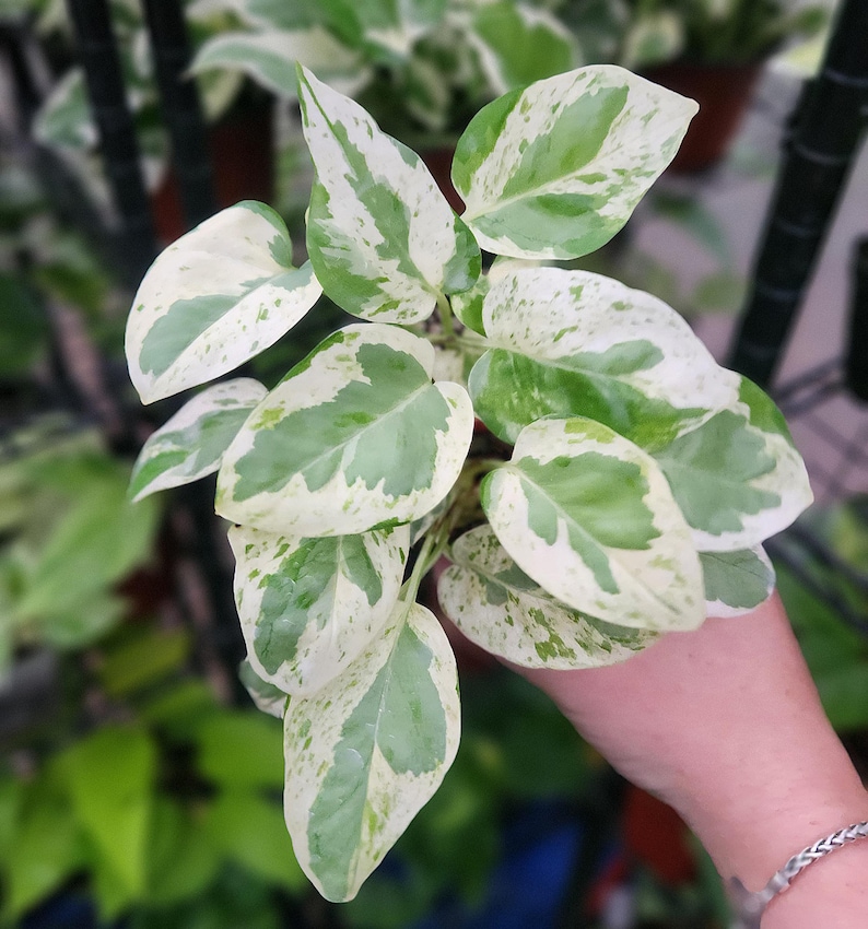LSOHPlantLady Pearls and Jade Pothos - Thumbnail 4