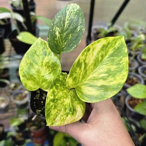 Teruno Robin Pothos - RARE Japanese Pothos - Terunoworld Series #3 - Epipremnum Aureum - US Seller
