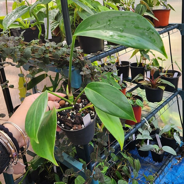 Rhaphidophora Decursiva (Dragon Tail Plant) - Exact Plant Shown