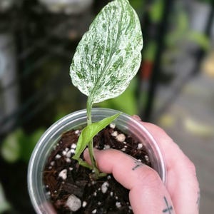 Diamond Pothos - Epipremnum Sp. - New Import - Rare Tropical - US Seller -  Etsy